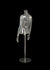 FEMALE CLEAR 1/2 TORSO (001) W/ ARMS & BASE (MAF-CL4-001-A/CL)