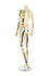 PLASTIC FEMALE MANNEQUIN (102) (MAF-P2-402)