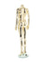 products/maf-p2-406_gcr_headless_b_3797b54c-14c1-4e00-aec7-18715e5daad4.jpg