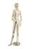 Changeable Head Female Mannequin W/ Head (MAF-P2-BODY4)