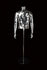 MALE CLEAR 1/2 TORSO W/ ARM (001) (MAM-CL4-001)